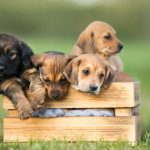 Mikor kell először beoltatni a kiskutyát?