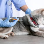 Mikor kell chippeltetni a kutyát?