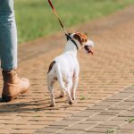 Mikor érdemes kutyát sétáltatni?
