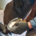 Miért kell patkolni a lovat?