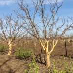 Mikor kell meszelni a fák törzsét?