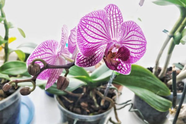 Mikor kell átültetni az orchideát?