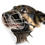 Mikor kell szájkosár a kutyára?