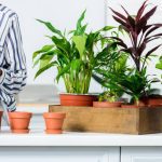Mikor kell bevinni a szobanövényeket?