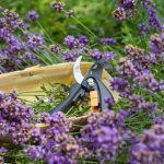 Mikor kell visszavágni a levendulát?