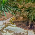 Mikor kell a hüllők terráriumát tisztítani?