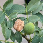 Diólevél tea mire jó?