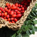 Meddig áll el a csipkebogyó?