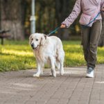 Hogyan igényelhetünk segítőkutyát?