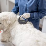 Hogyan kell átíratni egy kutya chipjét?