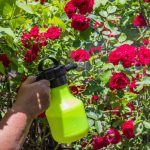 Mivel kell permetezni a rózsát?