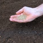 Hogyan kell fűmagot vetni?