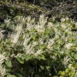 Mit jelent az invazív?