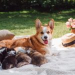 Hogyan válasszunk kiskutyát?