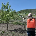 Mikor lehet permetezni a gyümölcsfákat?