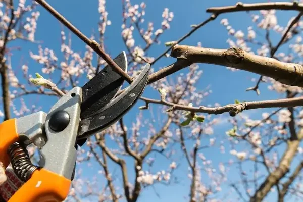 Mikor lehet metszeni a cseresznyefát?