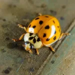 Hogyan kell a harlekin katicák ellen védekezni?