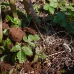 Hogyan kell a kávézaccot felhasználni?