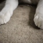 Mit jelent ha a macska dagaszt?