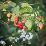 Hogyan kell a málnát gondozni?