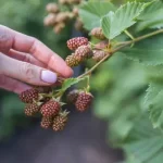 Szeder metszése: hogyan kell?