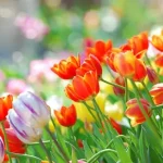 Hogyan kell a tulipánt gondozni?