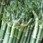 Hogyan kell a bambuszt gondozni?