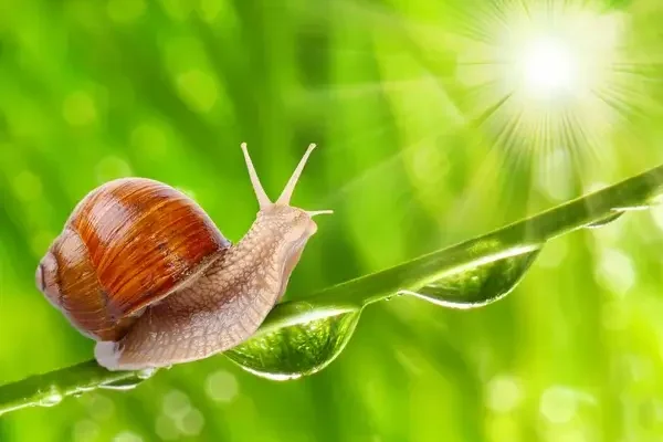 Hogyan születik a csiga?