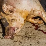 Mi kell a disznóvágáshoz?