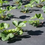 Mikor kell az epret ültetni?