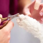 Hogyan kell a kutya körmét vágni?