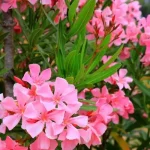 Hogyan kezeljük a leandert?