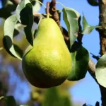 Hogyan válasszunk gyümölcsfát a kertünkbe?