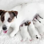 Hogyan válasszunk kutyát az alomból?