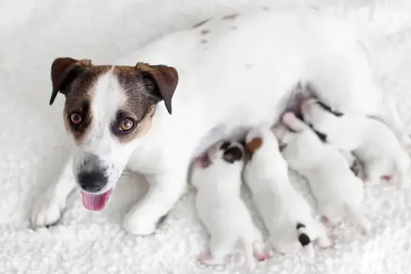Hogyan válasszunk kutyát az alomból? Hogyan válasszunk kutyát az alomból?