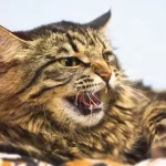 Mit tehetünk, ha a macskánk agresszív?