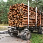 Mennyi egy erdei köbméter fa?