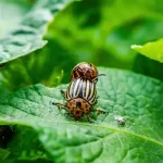 Burgonyabogár elleni védekezés