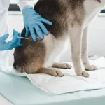 Mikor szükséges beadni a veszettség elleni oltást?