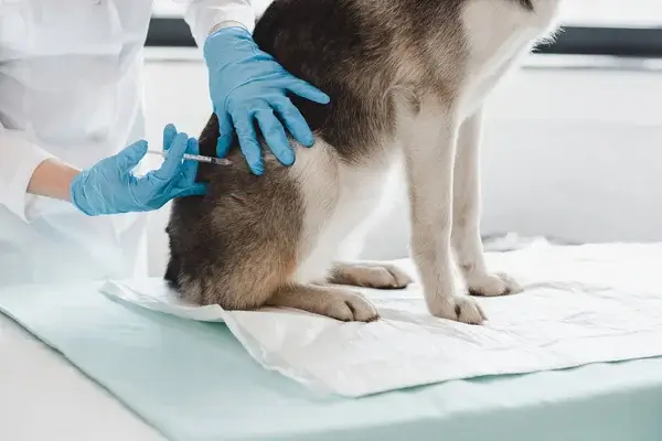 Mikor szükséges beadni a veszettség elleni oltást?