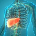 mennyi idő alatt regenerálódik a máj