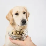 Mennyi tojást ehet a kutya?