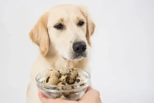 Mennyi tojást ehet a kutya?