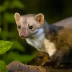 Hogyan védekezzünk a nyest ellen? – Tippek, praktikák