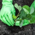 Mikor kell az epret ültetni?