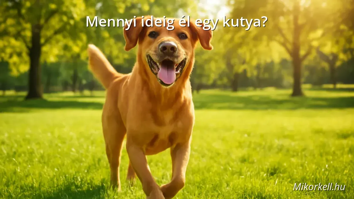 Boldog kutya napsütéses parkban, az egészség és hosszú élet szimbóluma